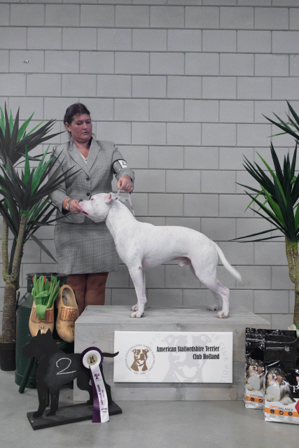 36A6079 38698811972 O