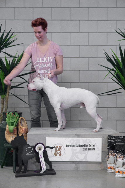 36A6092 26954949949 O