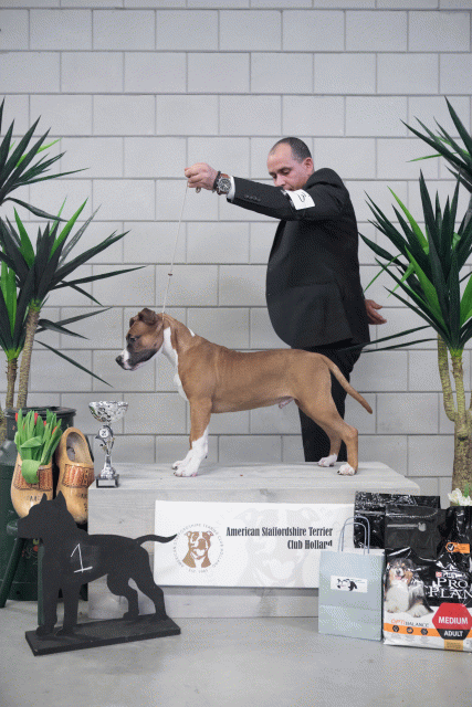 36A6103 38013722154 O