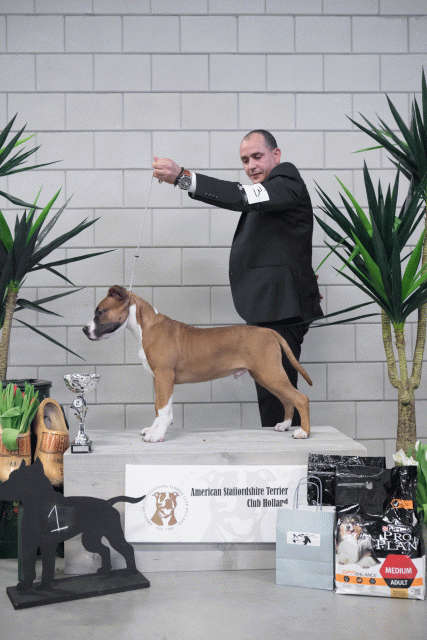 36A6104 38698795682 O