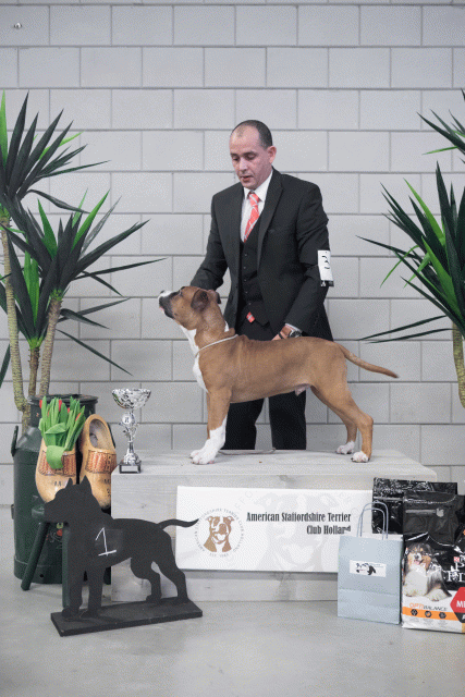 36A6105 38013721184 O