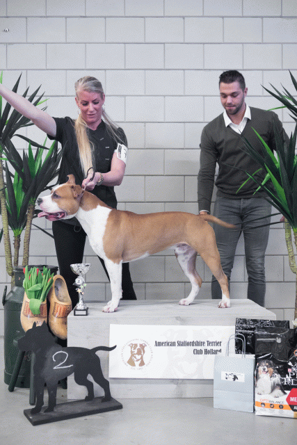 36A6115 38013717004 O