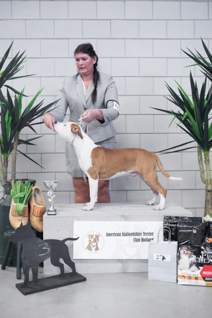 36A6121 24857894128 O