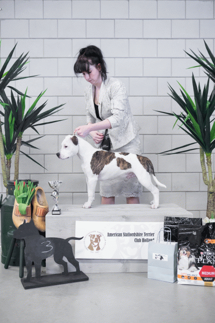 36A6139 37843292745 O