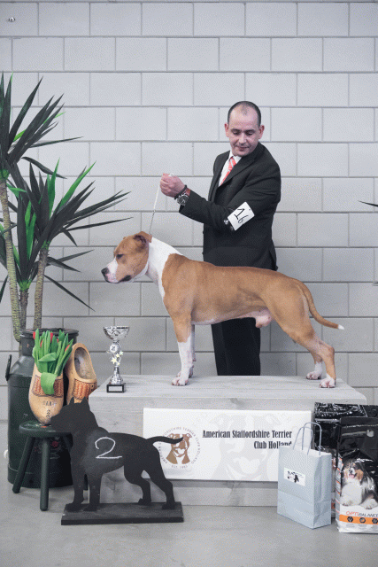 36A6151 37843288475 O