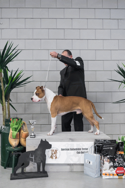 36A6180 38698774062 O