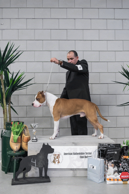 36A6181 38698773812 O