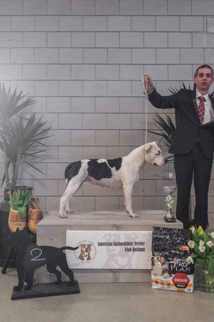 36A6305 37843058875 O