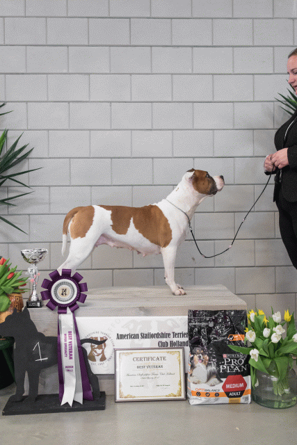 36A6367 38698486402 O