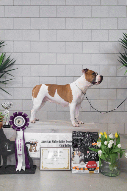 36A6378 23865617117 O