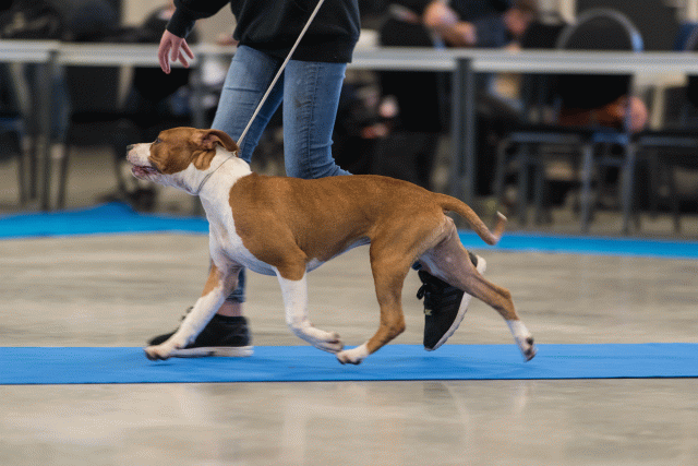 O4I3018 38013578204 O