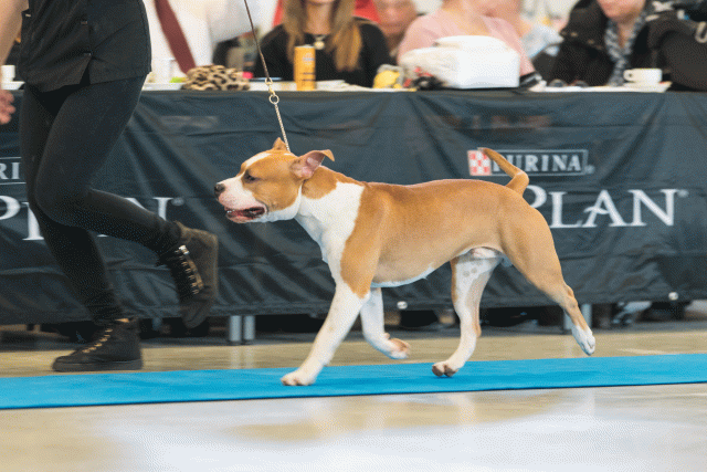 O4I3032 38013576794 O