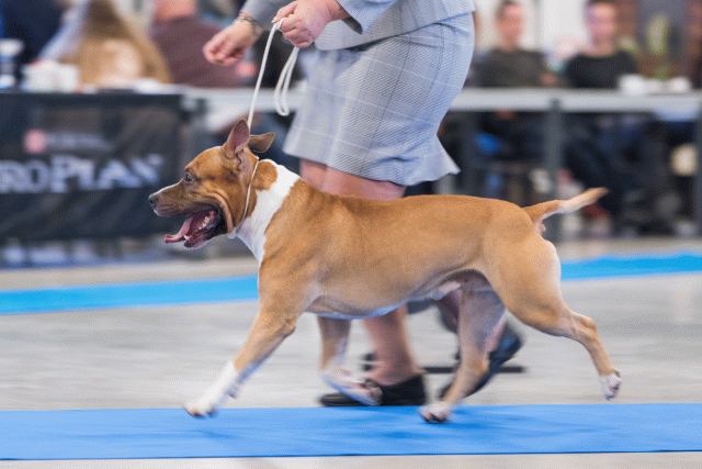 O4I3060 24857719958 O