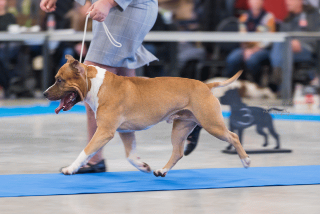 O4I3058Small 38013572204 O