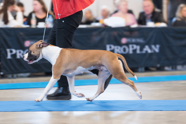 O4I3117 38013568494 O