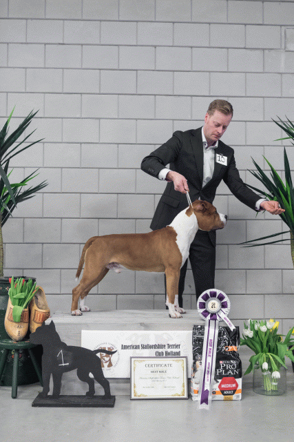 36A6196 38698680912 O