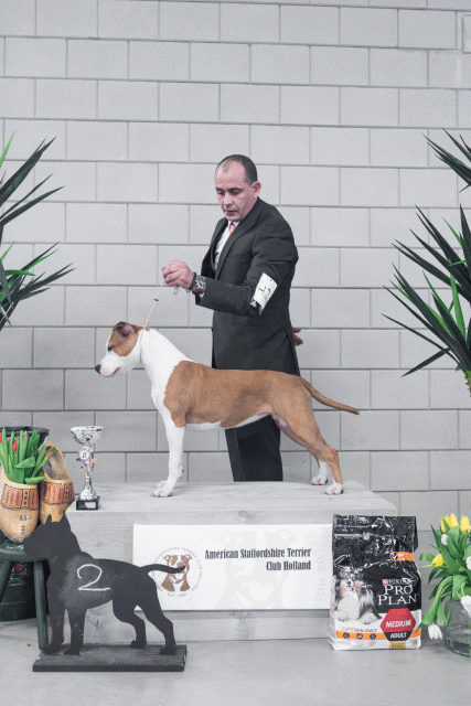 36A6231 38013627284 O