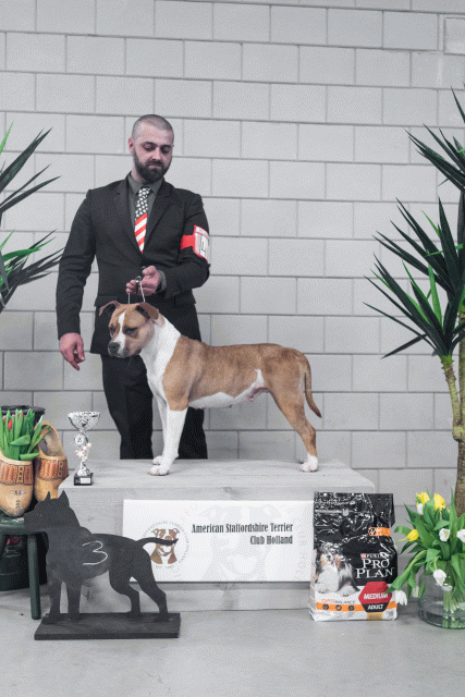 36A6237 38698667912 O