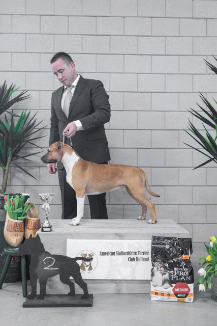 36A6243 38698665462 O