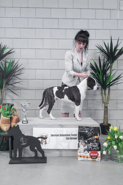 36A6245 38013622234 O