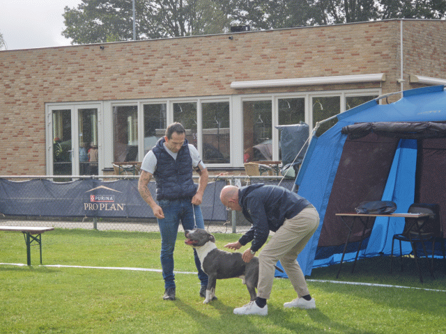 Een American Staffordshire Terrier wordt tijdens het rasexamen beoordeeld