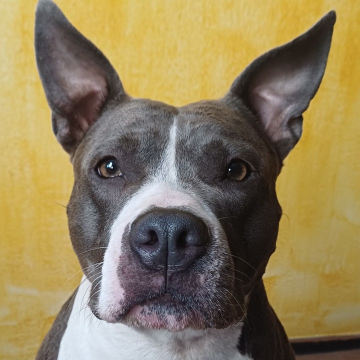 Nala