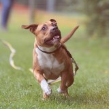 ASTCH Clubdag 2026 – Amerikaanse staffordshireterriër evenement