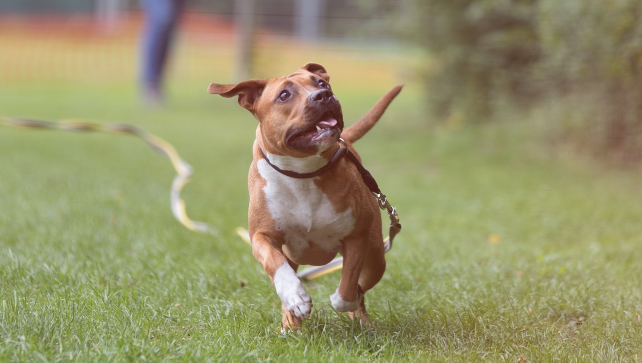 ASTCH Clubdag 2026 – Amerikaanse staffordshireterriër evenement