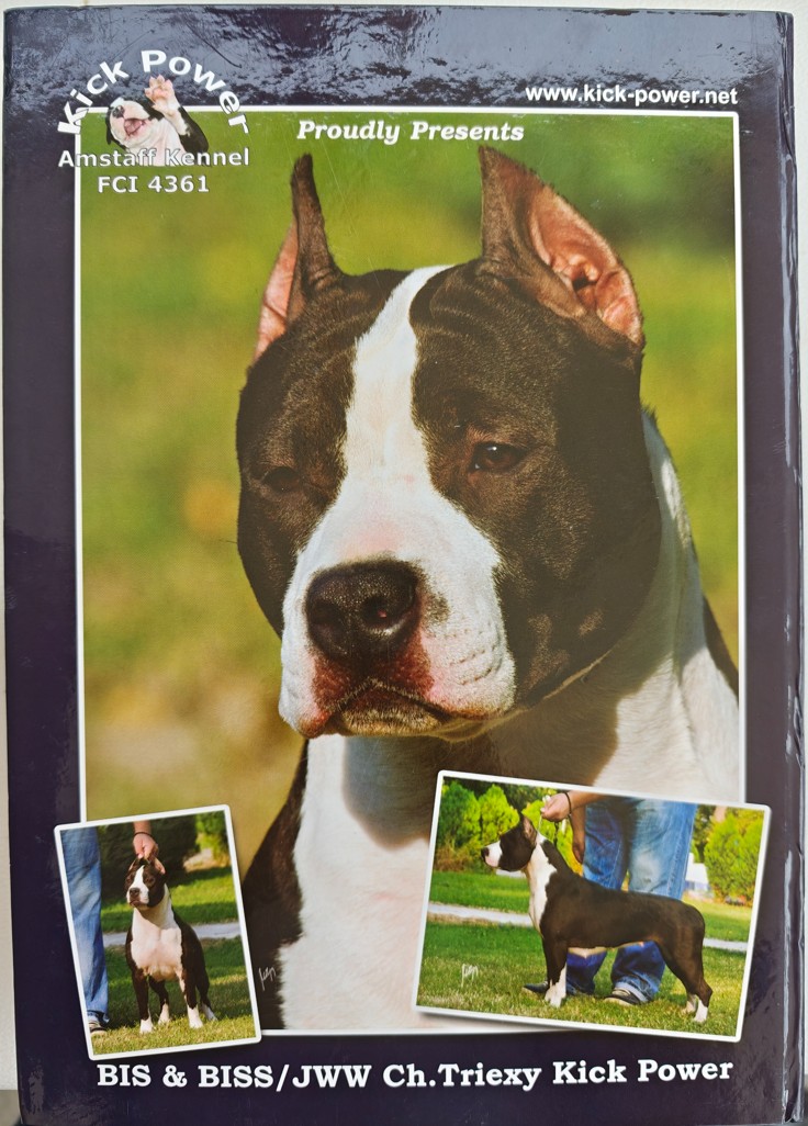 Kick Power Amstaff Kennel FCI 4361