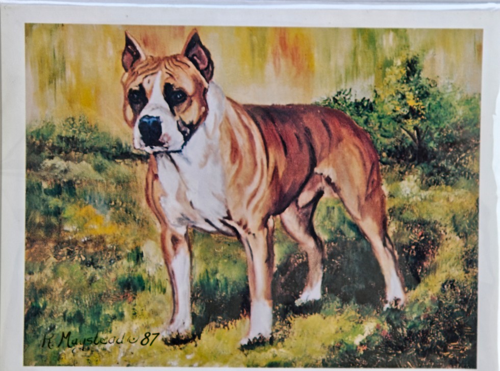 American Staffordshire Terrier Best Friends by Ruth Maystead wenskaarten
